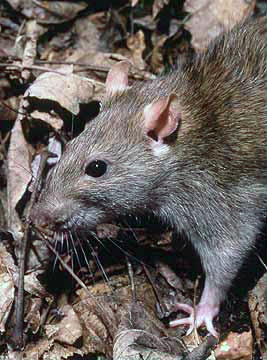 Photo of Rattus norvegicus by Public Domain